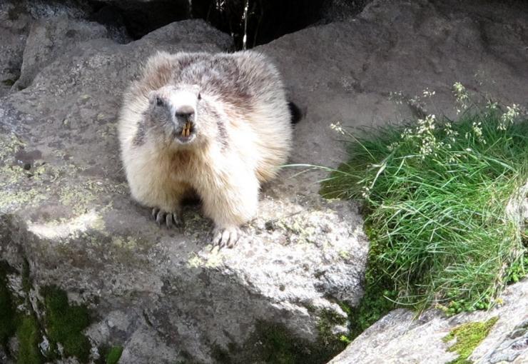 marmots in ariège