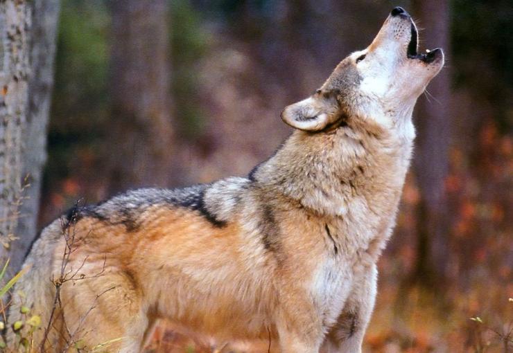 wolf in ariège