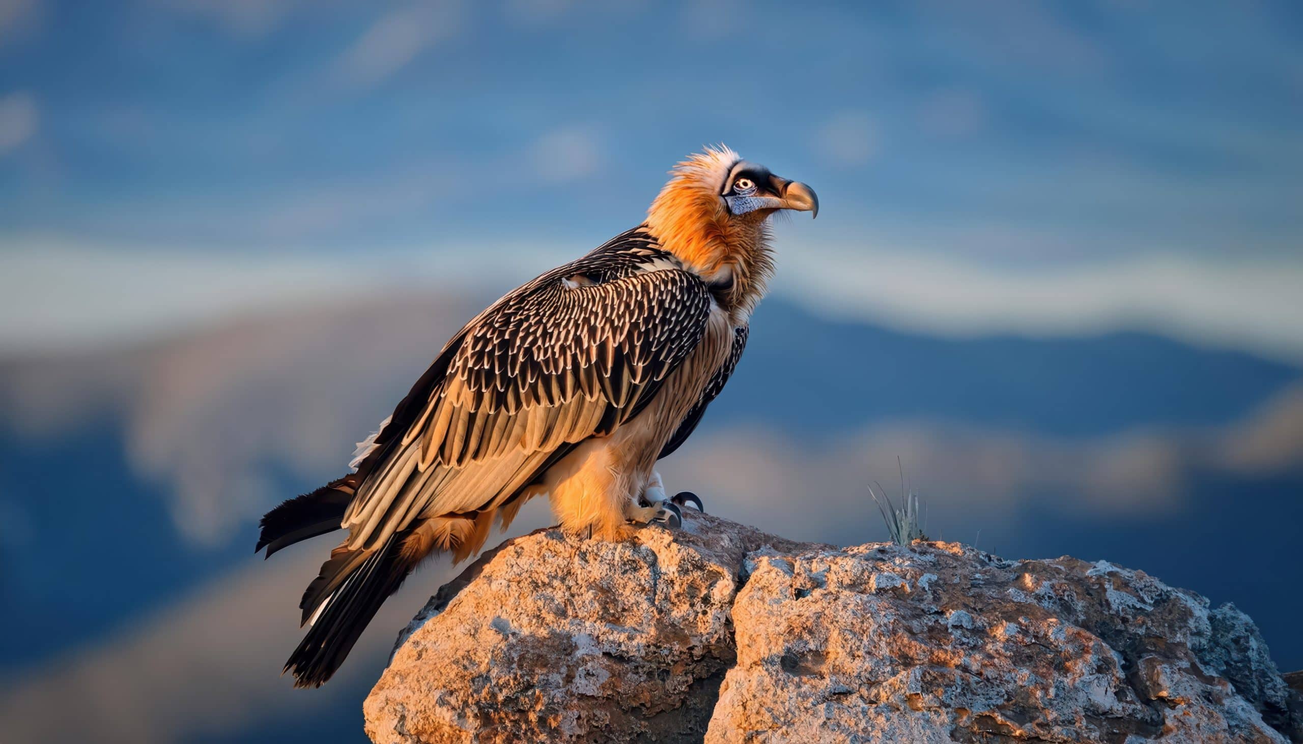 bird