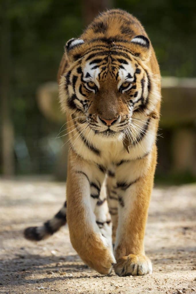 tiger in zoo