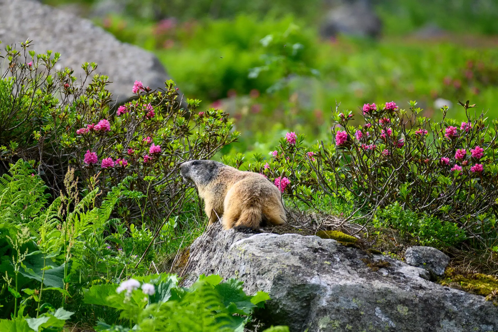 Observation de marmottes dans les Pyrénées Ariégeoises lors d'une sortie nature